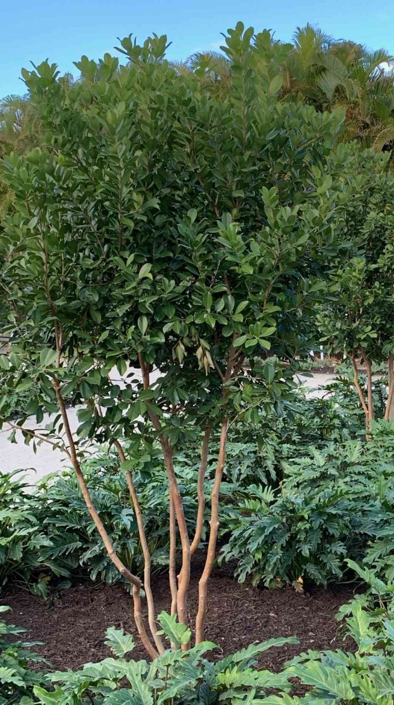 strawberry-guava-1-landscape-company-in-wellington-fl-palm