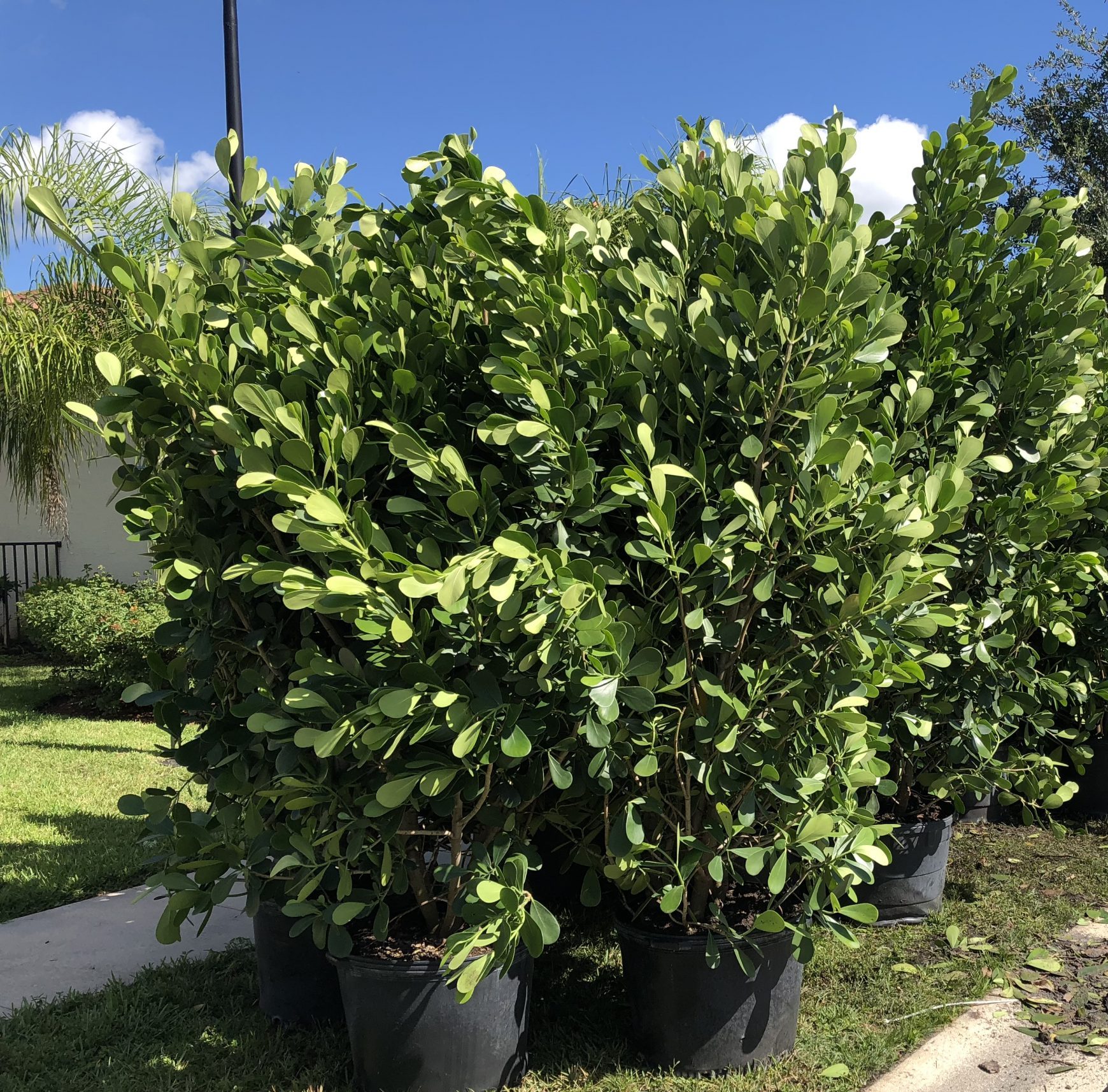 clusia hedge clusia hedge
