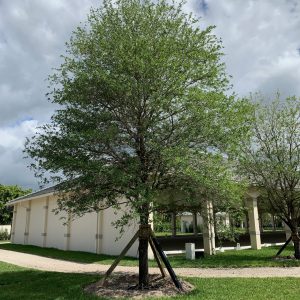 Live Oak