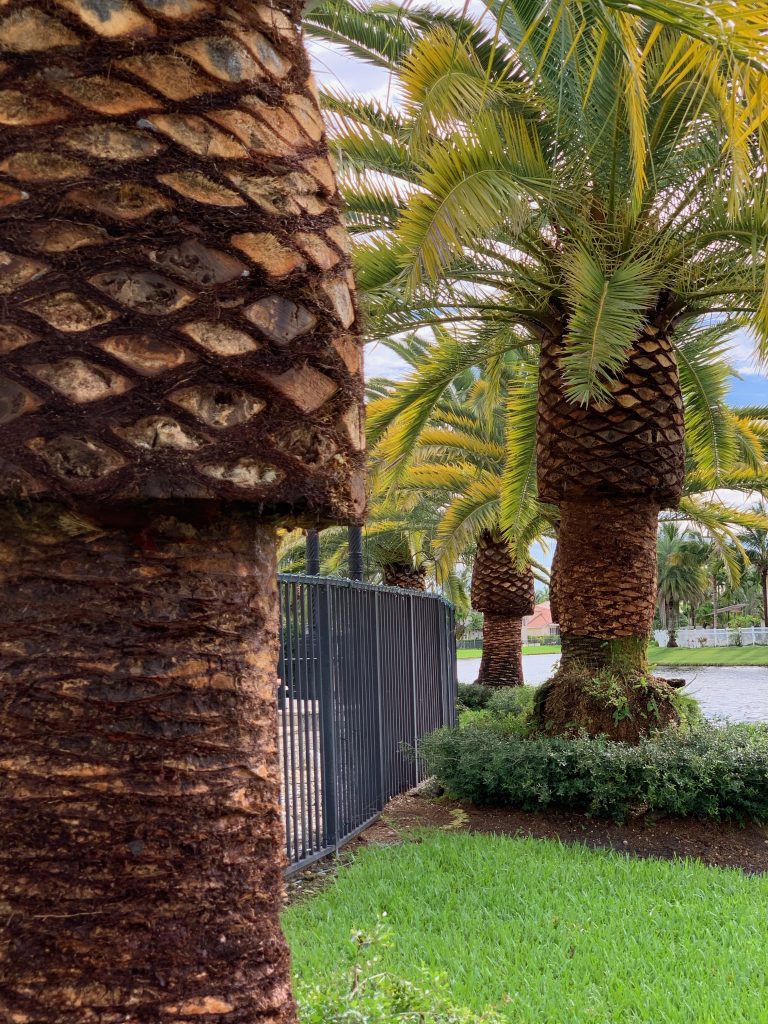 » Canary Island Date Palm 1 Lawn & Landscaping Company In Wellington